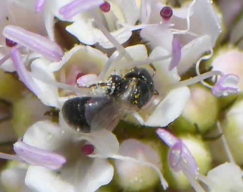 Réf. 261 086 : Ceratina parvula